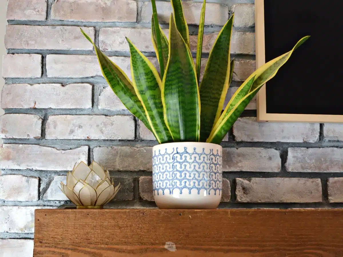 plant on mantel with whitewashed fireplace behind it.